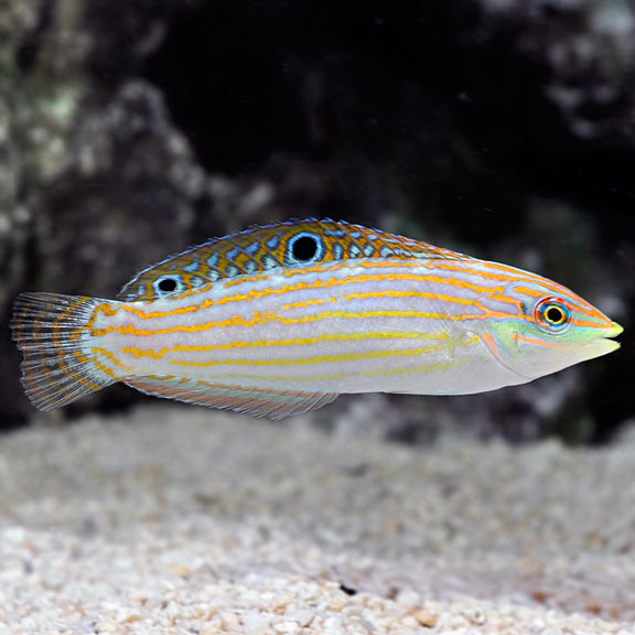 Halichoeres cosmetus