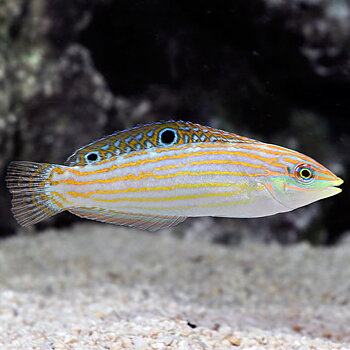 Halichoeres cosmetus