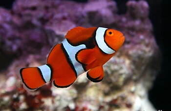 Amphiprion percula Black (reef safe)
