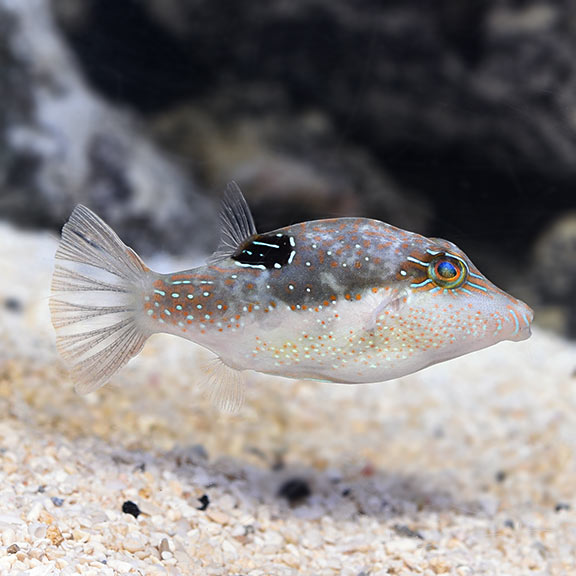 Canthigaster bennetti