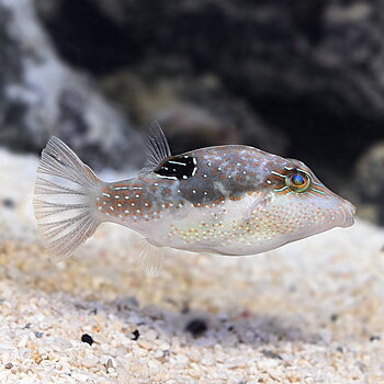 Canthigaster bennetti