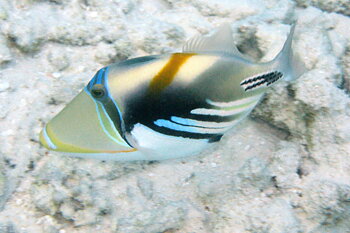 Rhinecanthus aculeatus