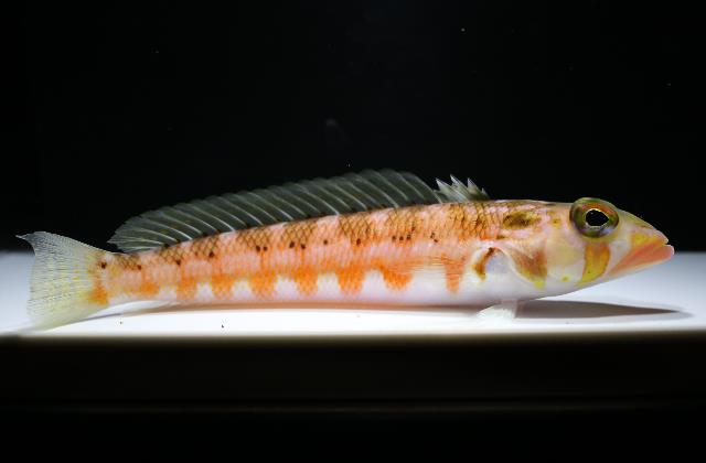 parapercis cephalopunctata