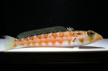 parapercis cephalopunctata