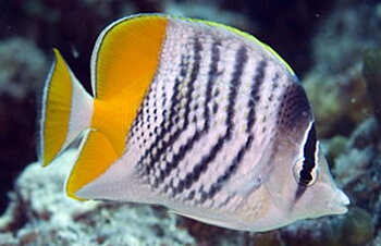 chaetodon xanthurus