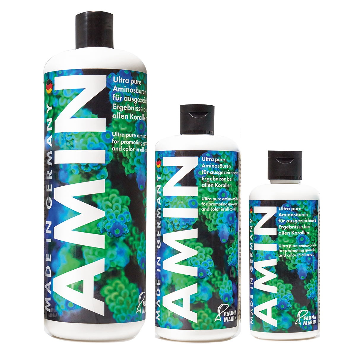 Fauna marin Amin