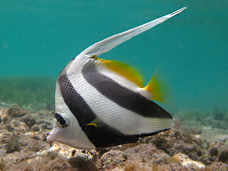 Heniochus acuminatus