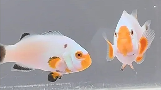 Amphiprion percula platinum  pair (reef safe)