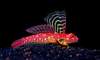 Synchiropus sycorax  (reef safe)