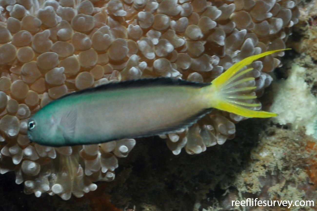 Meiacanthus mossambicus (reef safe)