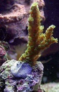 Fauna marin Coral Kit - 3