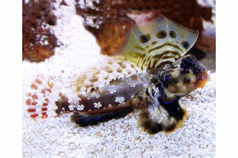 Synchiropus ocellatus  (reef safe)