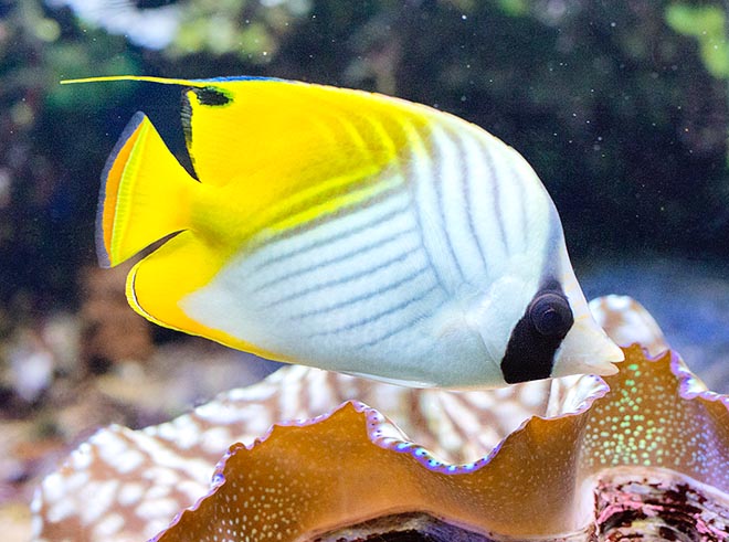 Chaetodon Auriga