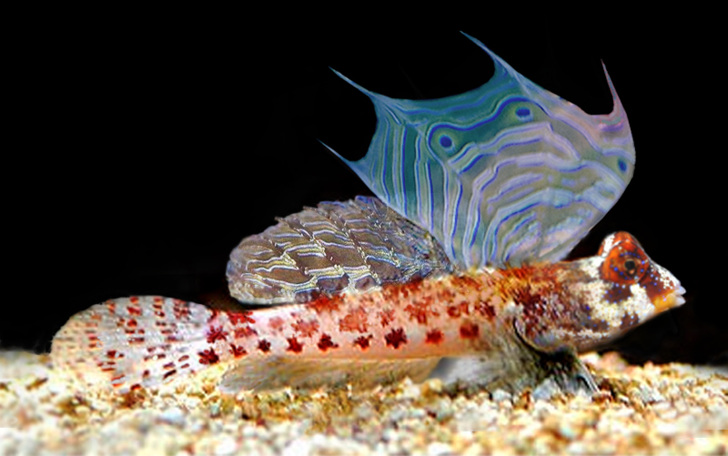 Synchiropus stellatus  (reef safe)