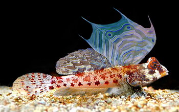 Synchiropus stellatus  (reef safe)
