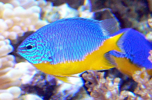 Chrysiptera hemicyanea (reef safe)