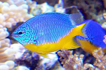 Chrysiptera hemicyanea (reef safe)