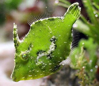Acreichthys tomentosus (wild caught)