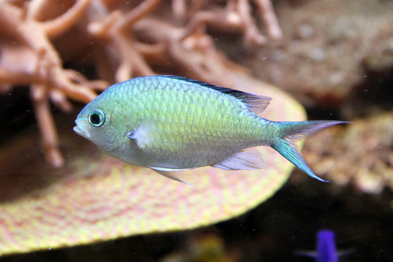 Chromis viridis (reef safe)