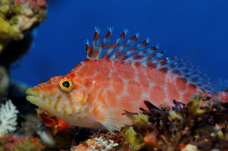 Cirrhitichthys guichenoti (reef safe)