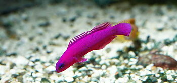 Pseudochromis fridmani (reef safe)