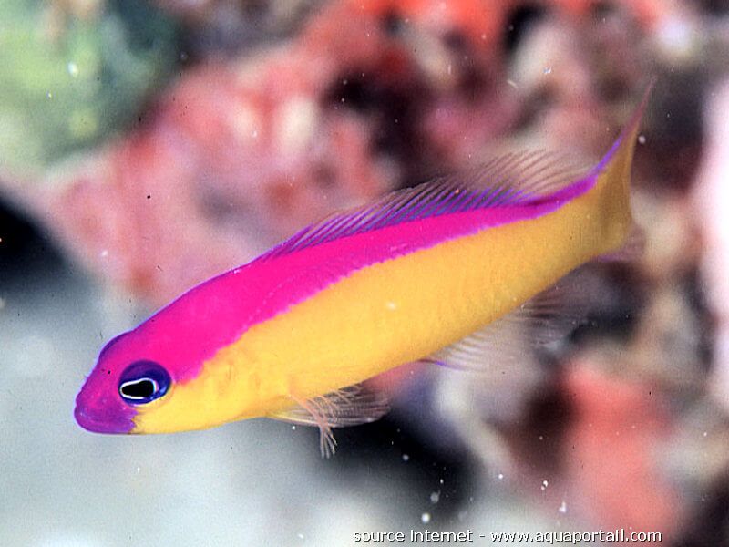 Pictichromis diadema (reef safe)