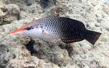 Gomphosus Varius female (reef safe) 