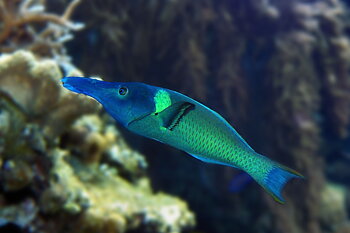 Gomphosus Varius male (reef safe) 