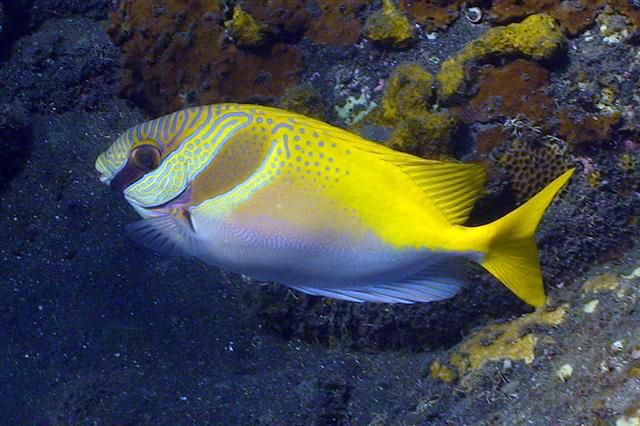 Siganus virgatus (reef safe)