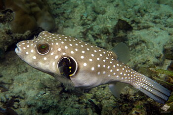 Arothron hispidus