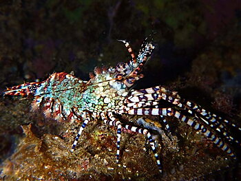 Saron marmoratus (reef safe)