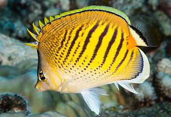 Chaetodon pelewensis