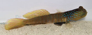 Cryptocentrus cyanotaenia + pistolräka PAR(reef safe)