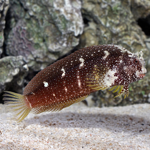 Salarias ramosus (reef safe)