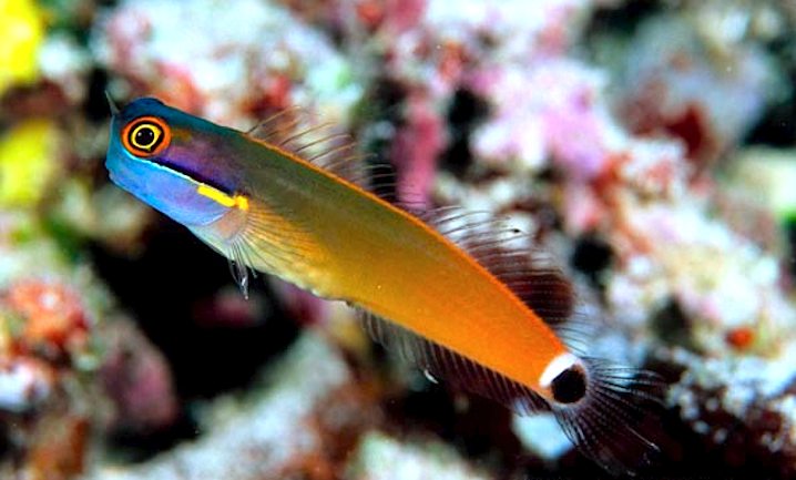 Ecsenius stigmatura (reef safe with caution)