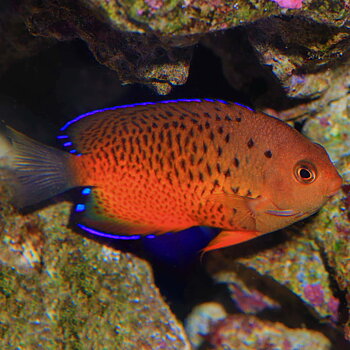 centropyge ferrugata