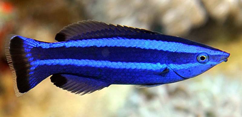 Larabicus quadrilineatus (reef safe)