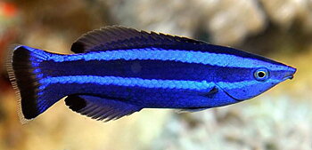 Larabicus quadrilineatus (reef safe)
