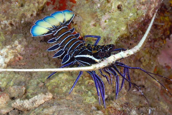 Panulirius versicolor