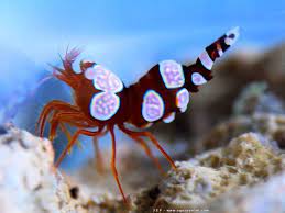 Thor amboinensis (reef safe)