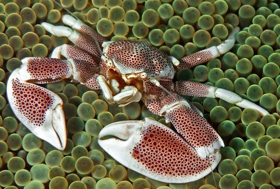 Neopetrolisthes ohshimai ( Porslinskrabba )