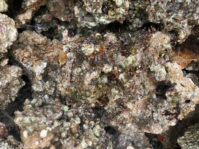 Live rock (price per 0,5kg)