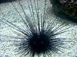 Diadema setosum