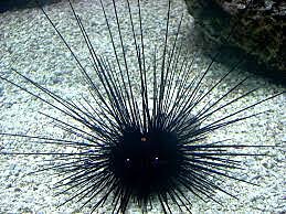 Diadema setosum