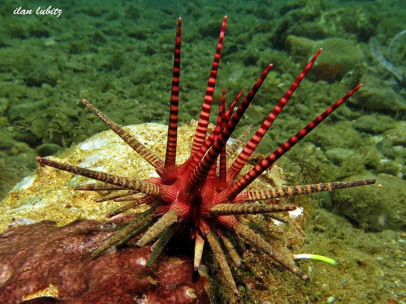 Prionocidaris baculosa