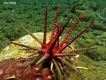 Prionocidaris baculosa