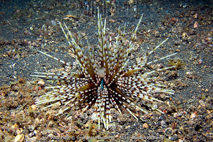Echinothrix calamaris