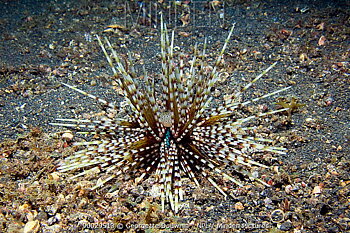 Echinothrix calamaris