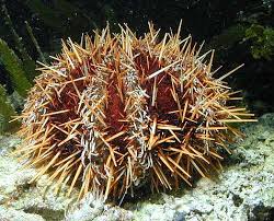 Tripneustes gratilla