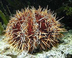 Tripneustes gratilla